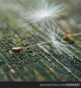 dandelion flower seed in the nature