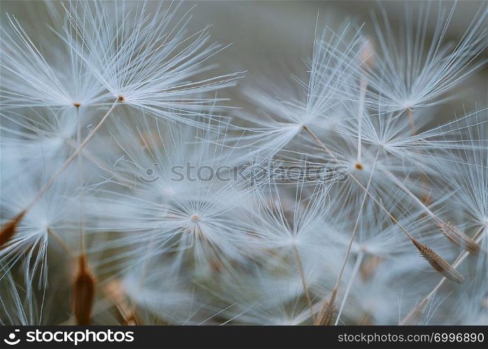 dandelion flower seed in the nature