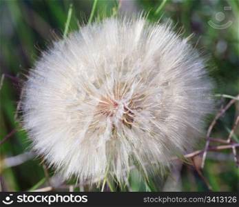 Dandelion flower with fluff in evening sunlight (close-up, natural background)