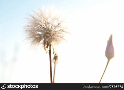 Dandelion flower with white seeds on spring or summer sky