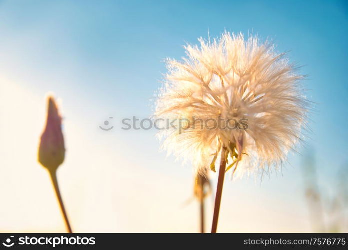 Dandelion flower with white seeds on spring or summer sky