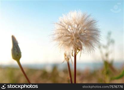Dandelion flower with white seeds on spring or summer sky
