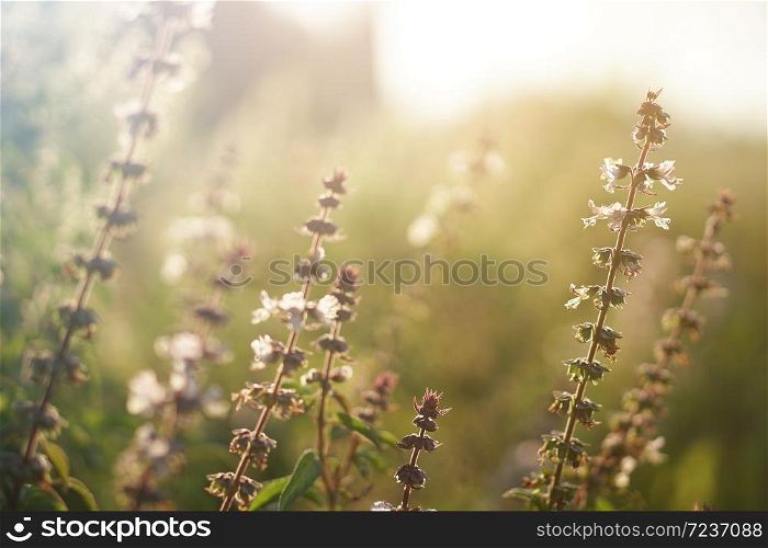 Dandelion flowers, Golden rays of the sun ,Warm and bright background