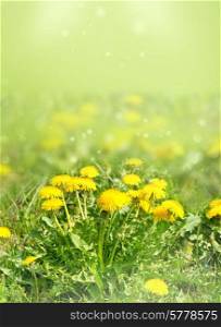 dandelion flowers in green grass over blurred nature background. spring field lanscape. selective focus