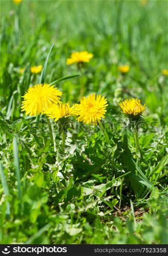 Dandelion flowers in green grass. Spring time. Sunny day