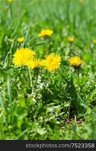 Dandelion flowers in green grass. Spring time. Sunny day