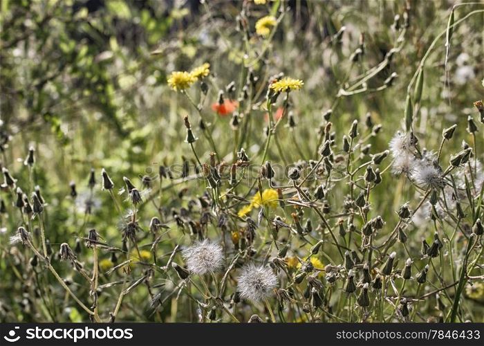 Dandelion flowers on green weeds background in Italian countryside