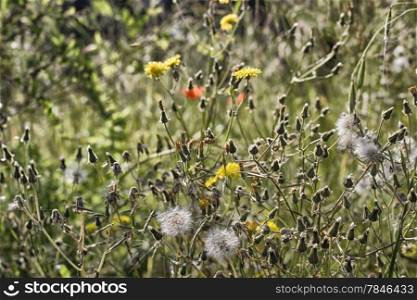 Dandelion flowers on green weeds background in Italian countryside