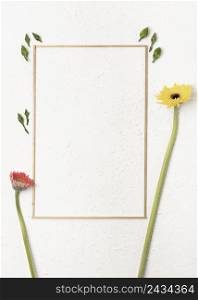 dandelion flowers with simplistic frame white background