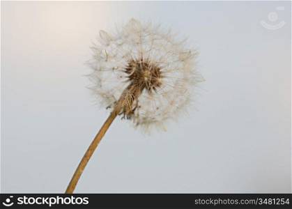 Dandelion (Focus in the seed) a over white background