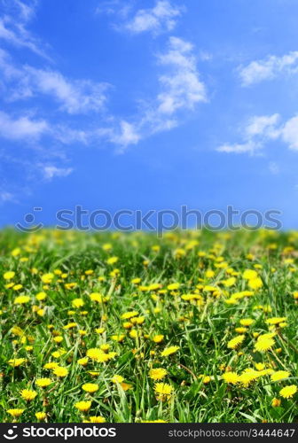 dandelion green field country landscape