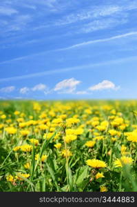 dandelion green field country landscape