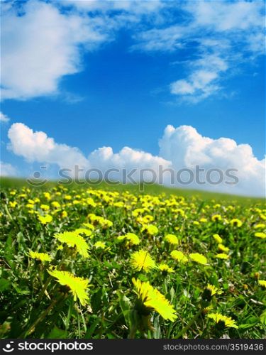 dandelion green field country landscape