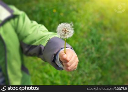 Dandelion in child hand. Green bokeh and soft daylight.