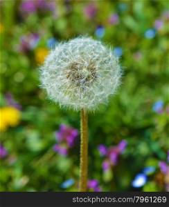 Dandelion in colorful meadow background