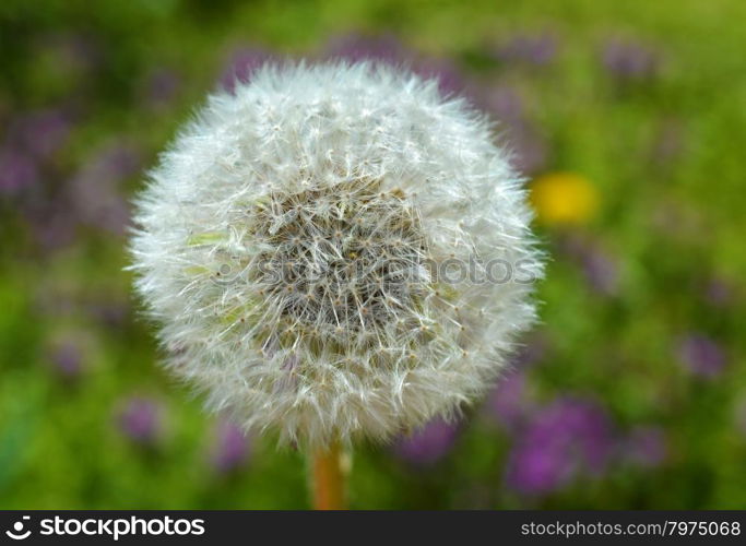 Dandelion in colorful meadow background