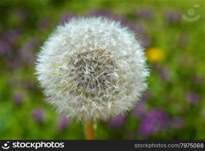 Dandelion in colorful meadow background