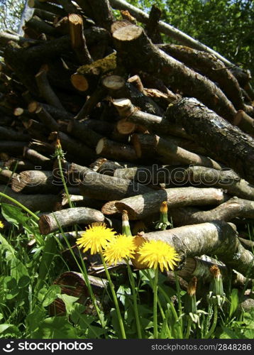 Dandelion in the grass in front of a stack of chopped wood