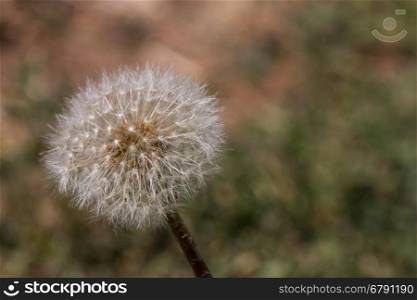 Dandelion in the nature close-up