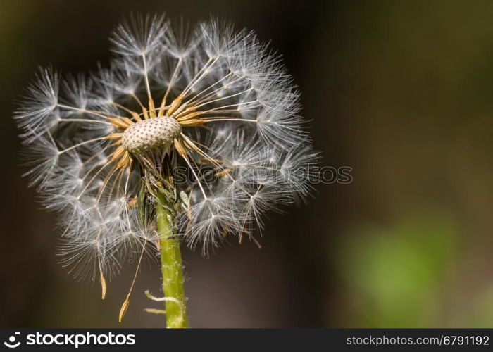 Dandelion in the nature close-up