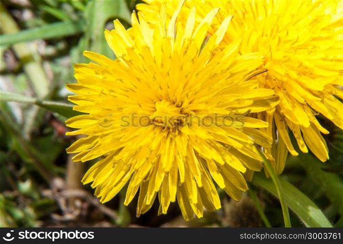 Dandelion is a genus of perennial herbaceous plants in the family Asteraceae
