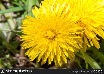 Dandelion is a genus of perennial herbaceous plants in the family Asteraceae