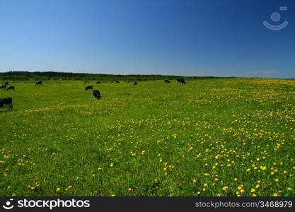 dandelion landscape under blue sky