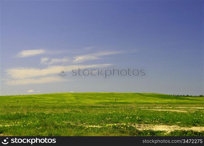 dandelion landscape under blue sky