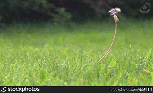 Dandelion moving in the wind.