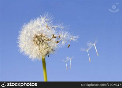 Dandelion offspring detached by the wind isolated on blue sky background