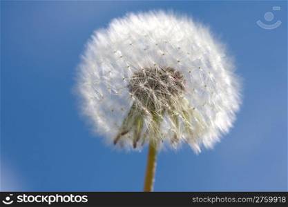 dandelion on a background blue sky