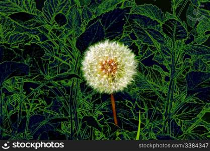dandelion on a background of green leaves