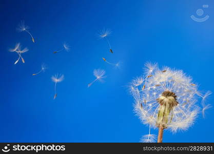 dandelion on a blue background