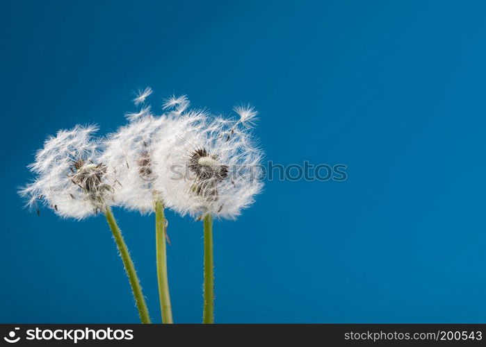 dandelion on a blue background. dandelion