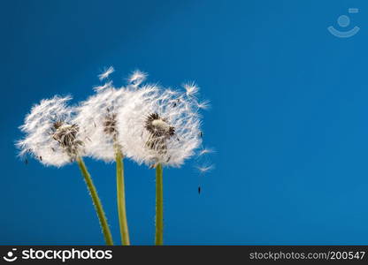 dandelion on a blue background. dandelion