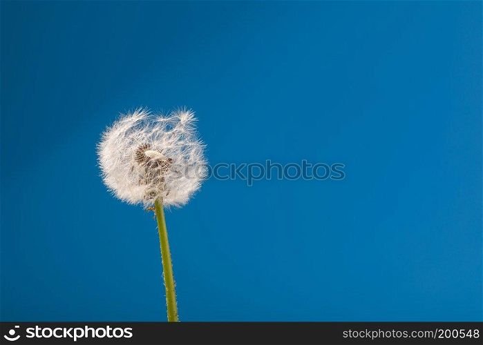dandelion on a blue background. dandelion