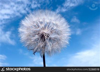 Dandelion on blue sky background with clouds