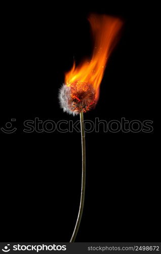 Dandelion on fire burning with flames isolated on black background