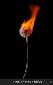 Dandelion on fire burning with flames isolated on black background