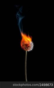 Dandelion on fire burning with smoke sparks and flames isolated on black background