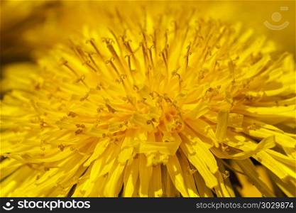 dandelion . photographed by a close up yellow flowers of a dandelion.. dandelion