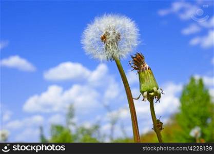 Dandelion plant among meadow against blue sky with clouds. Green true bag sits on a dandelion stalk