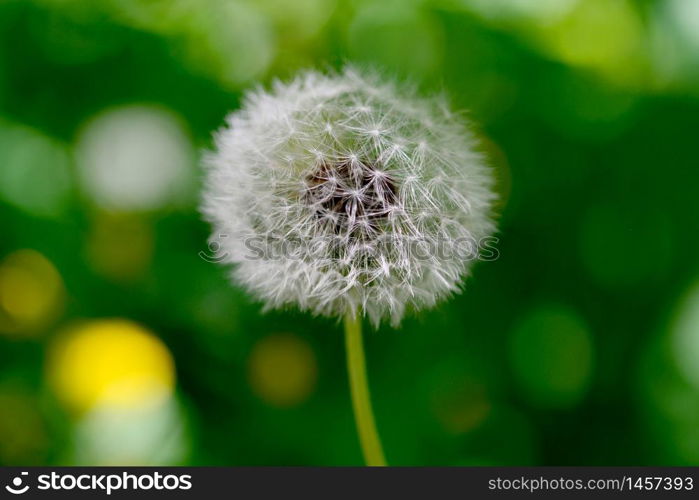 dandelion plant close detail with green natural background