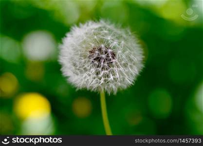 dandelion plant close detail with green natural background