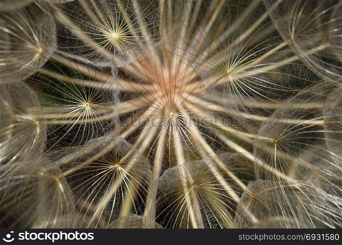 Dandelion plant dry flower head closeup abstract natural background. Selective focus.