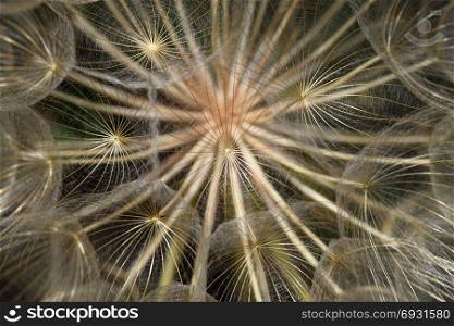 Dandelion plant dry flower head closeup abstract natural background. Selective focus.