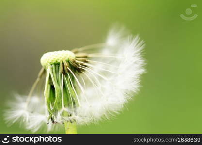 Dandelion seed