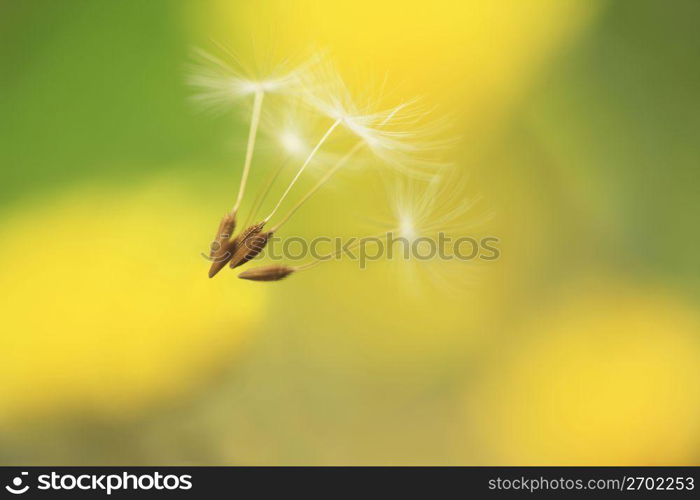 Dandelion seed