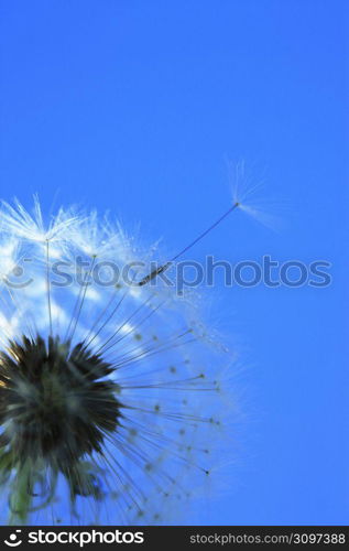 Dandelion seed