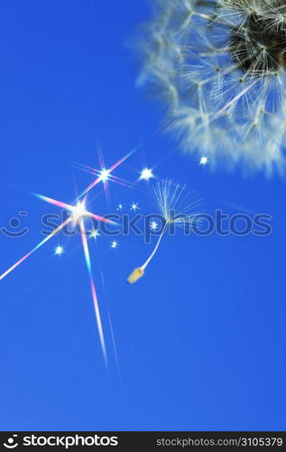 Dandelion seed